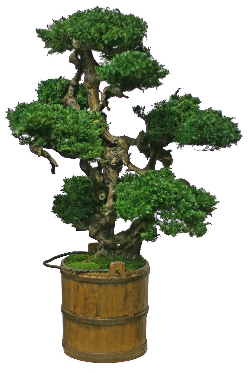 Senshi Bonsai - Preserved Bonsai